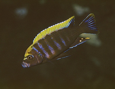Cynotilapia aurifrons 'Mphanga Rocks'
